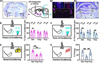 Phasic and Tonic Locus Coeruleus Stimulation Associated Valence Learning Engages Distinct Adrenoceptors in the Rat Basolateral Amygdala